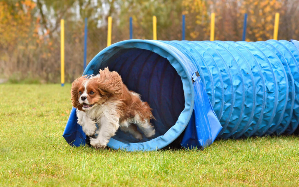 الرعاية اليومية